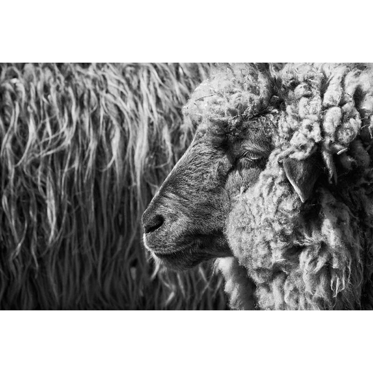 Zebla Wool Wash 500 ml